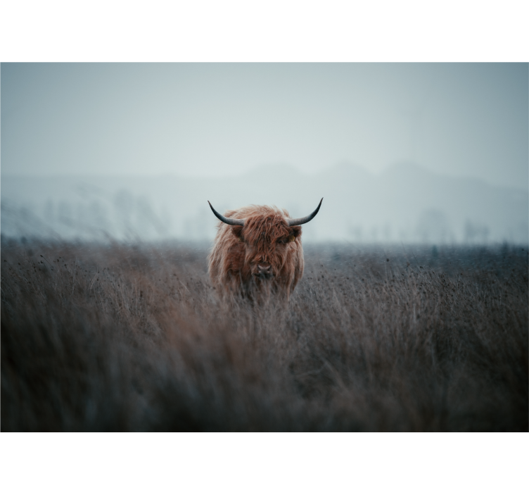 Living room roller blind highland cow design - TenStickers