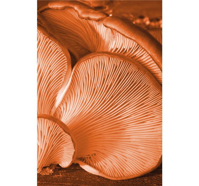 Mushroom Gills Close-Up fruit and vegetable roller blind - TenStickers