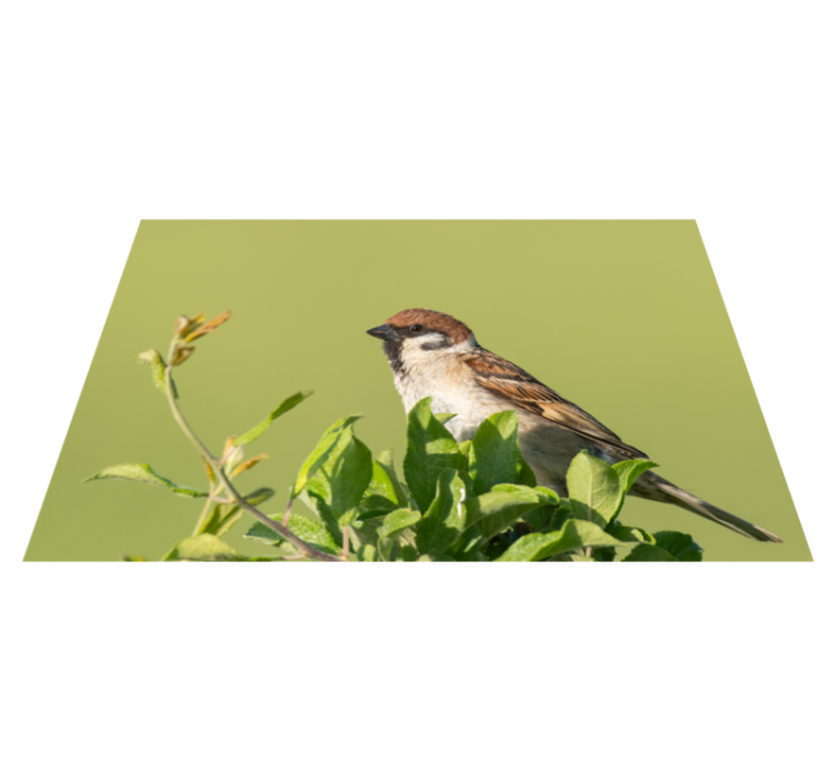 Modern placemats bird on green design - TenStickers