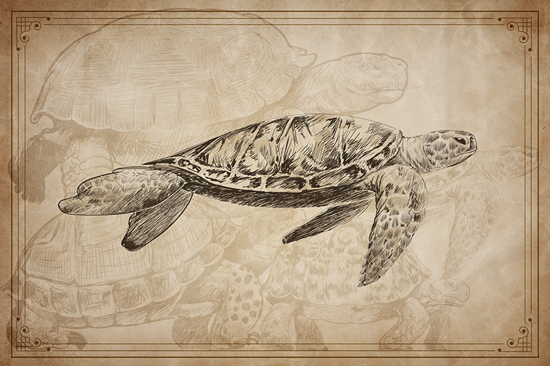 Sepia Hand Drawn Turtle animal placemats - TenStickers