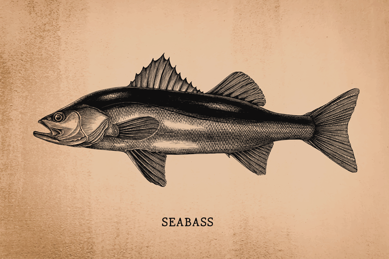 Realistic Seabass fish placemats - TenStickers
