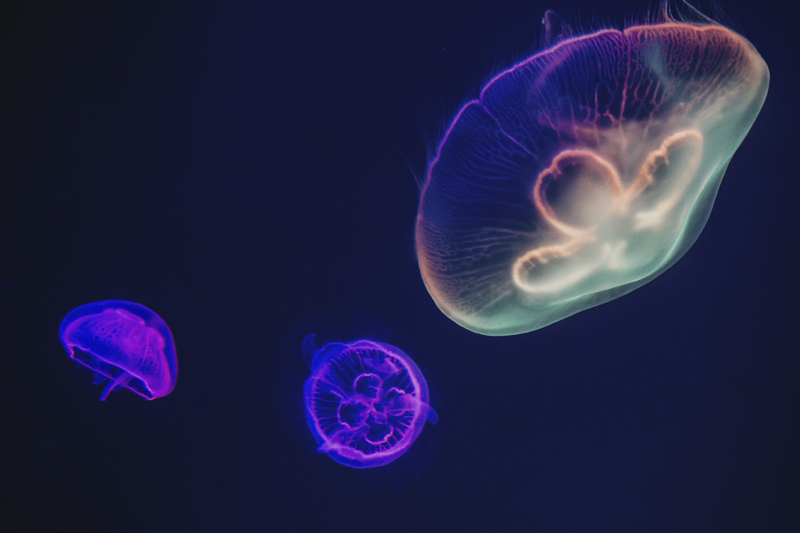 Multicolored Jellyfishes fish placemats - TenStickers