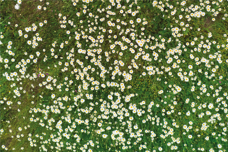 flower meadow rectangular vinyl placemats - TenStickers