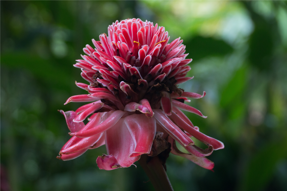 Original placemats tropical floral design - TenStickers
