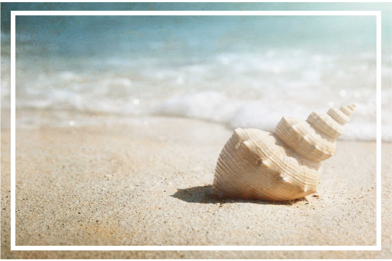 Elegant shell display original placemats - TenStickers