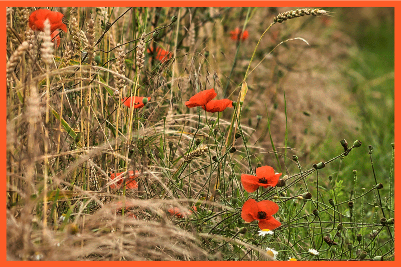 Children placemats funny food display - TenStickers