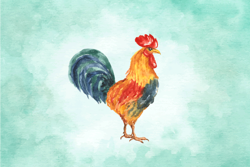 Original placemats colorful rooster illustration - TenStickers