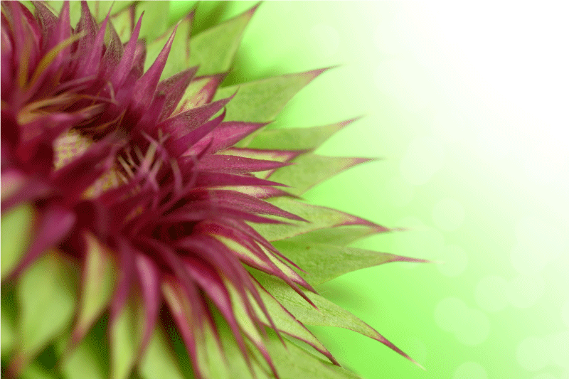 ThistleThistle is a prickly flowering plant in the daisy family.  - TenStickers