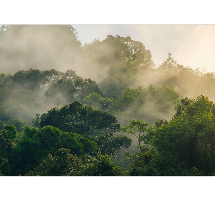 Forest wall mural lush jungle canopy - TenStickers