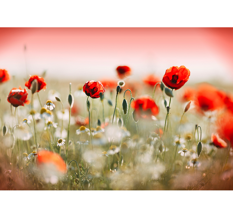Poppy field Photo Wall Mural - TenStickers