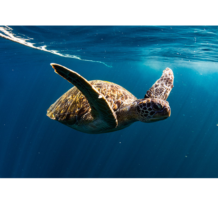 Turtle underwater wall mural - TenStickers