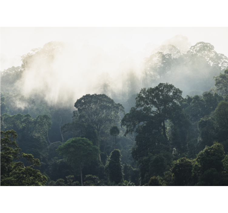 Nature wall mural misty forest view - TenStickers