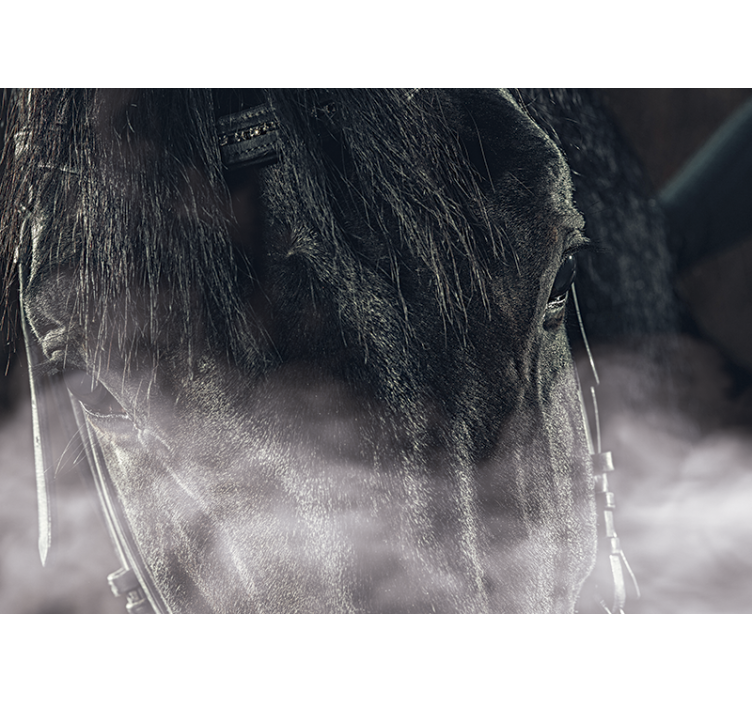 Majestic Horse Close-Up animal wall mural - TenStickers