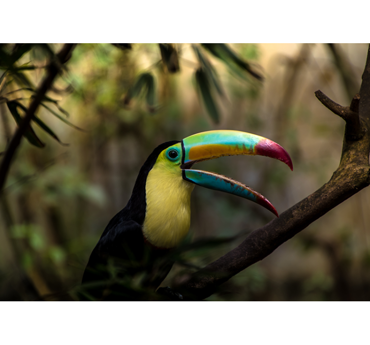 Tucan in jungle wall mural - TenStickers