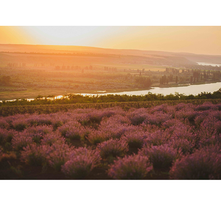 Lavender Sunset Landscape flower mural - TenStickers