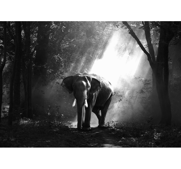Elephant black and white wall mural - TenStickers