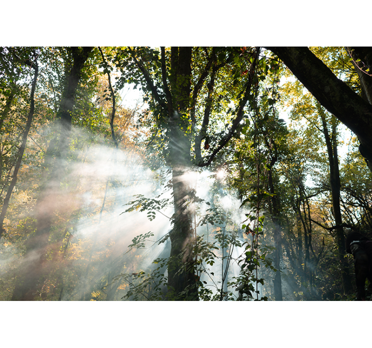 Tranquil Woodland Environment forest wall mural - TenStickers