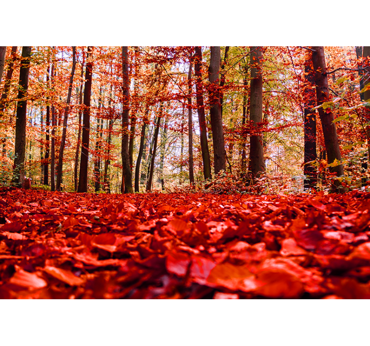 Autumn Leaf Canopy forest wall mural - TenStickers