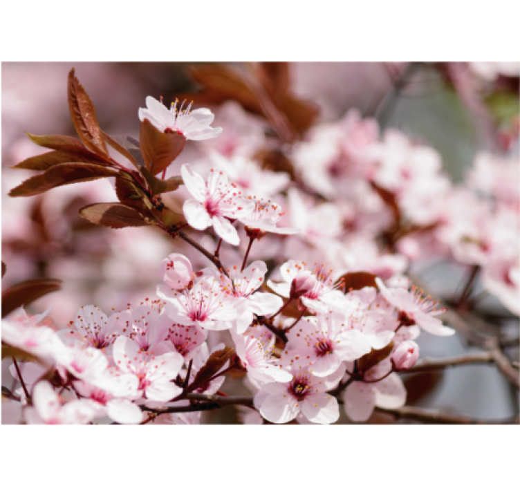 Cherry Blossom Elegance flower mural - TenStickers