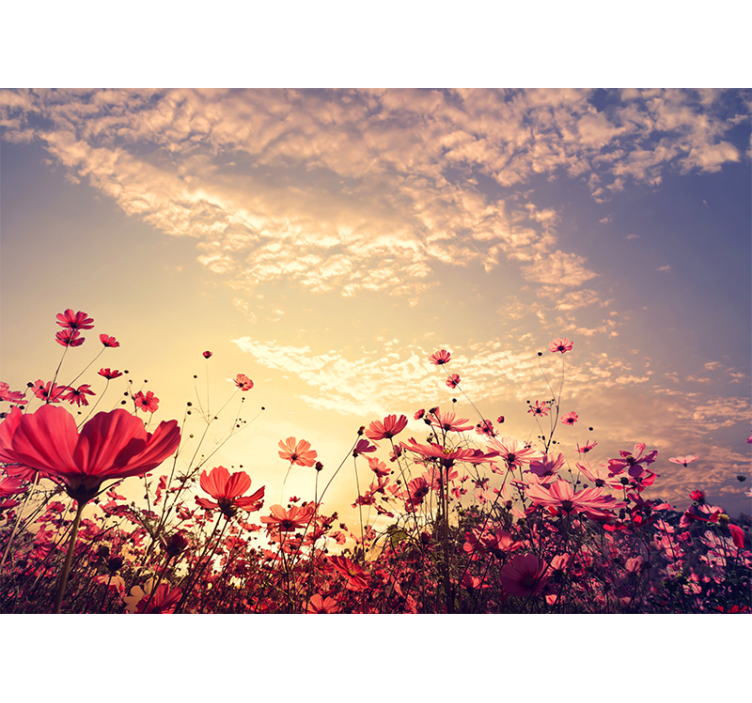 Flower mural cosmos flower field - TenStickers