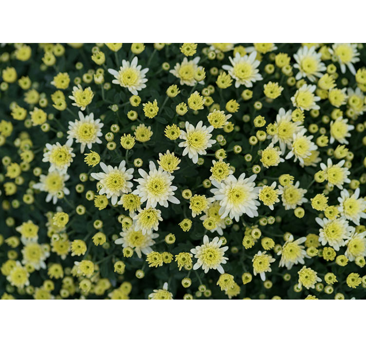 Flower mural blooming yellow flowers - TenStickers