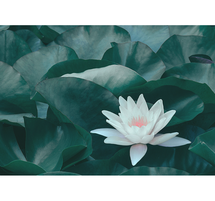 Lotus Bloom Close-up flower mural - TenStickers