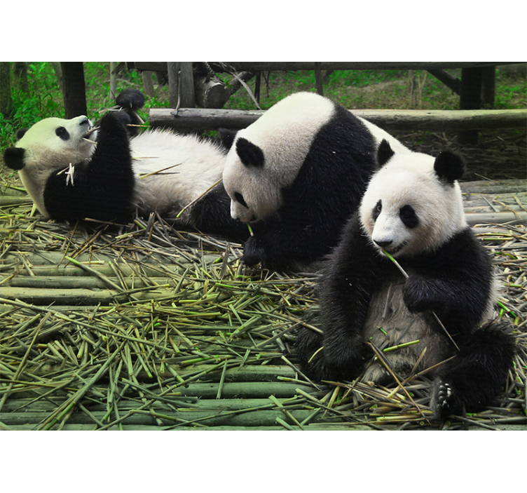 Pandas nature living room wall mural - TenStickers