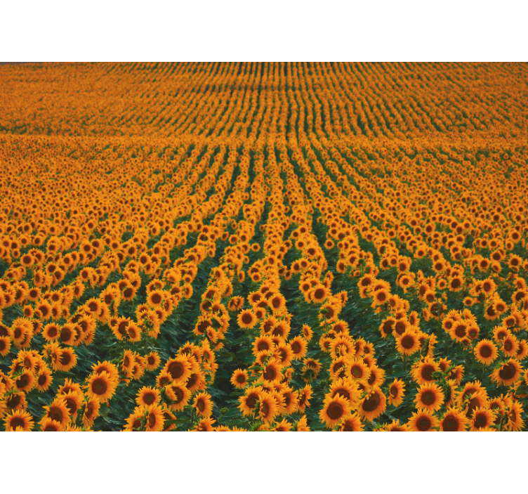 Long sunflower field wall mural - TenStickers
