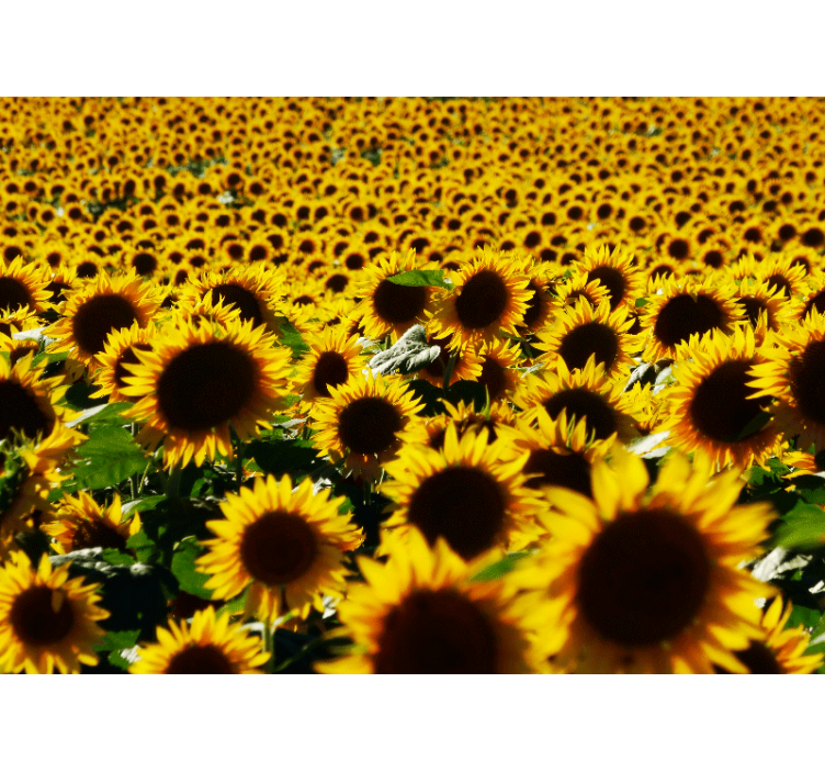 Flower mural sunflower meadow blossom - TenStickers