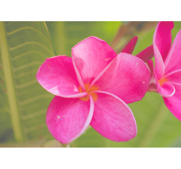 Flower mural in soft pink floral design - TenStickers