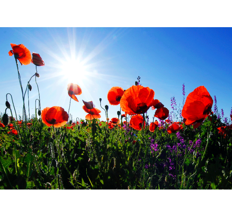 Poppy wall mural sunny poppy field - TenStickers