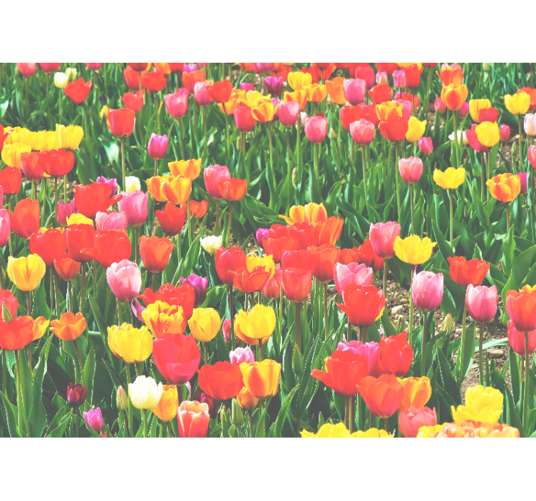 Flower mural tulip field blossoms - TenStickers
