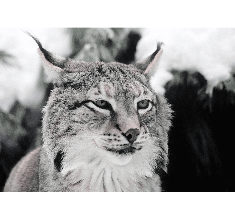 Animal wall mural lynx with intense gaze - TenStickers