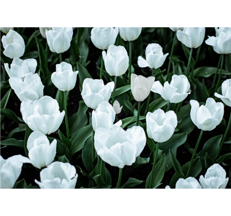 Flower mural elegant white tulips - TenStickers