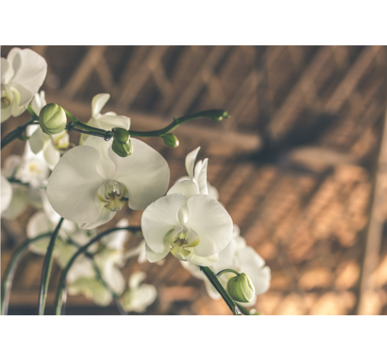 Orchid mural elegant orchid blossoms - TenStickers