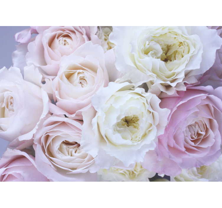 Soft Pink Shades rose mural - TenStickers