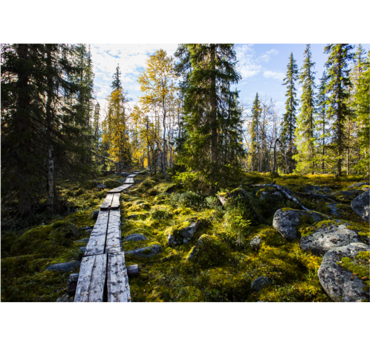 Nature wall mural tranquil forest path - TenStickers