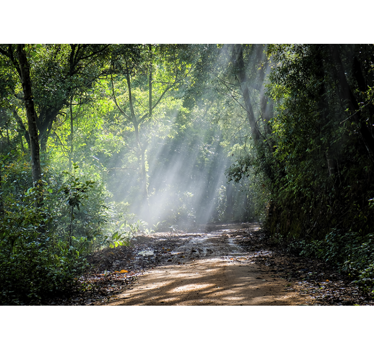 Nature wall mural luminous woodland path - TenStickers