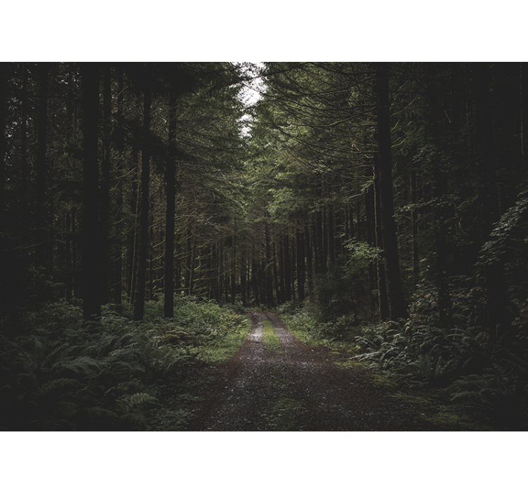 Street through a dark forest Wall Mural - TenStickers