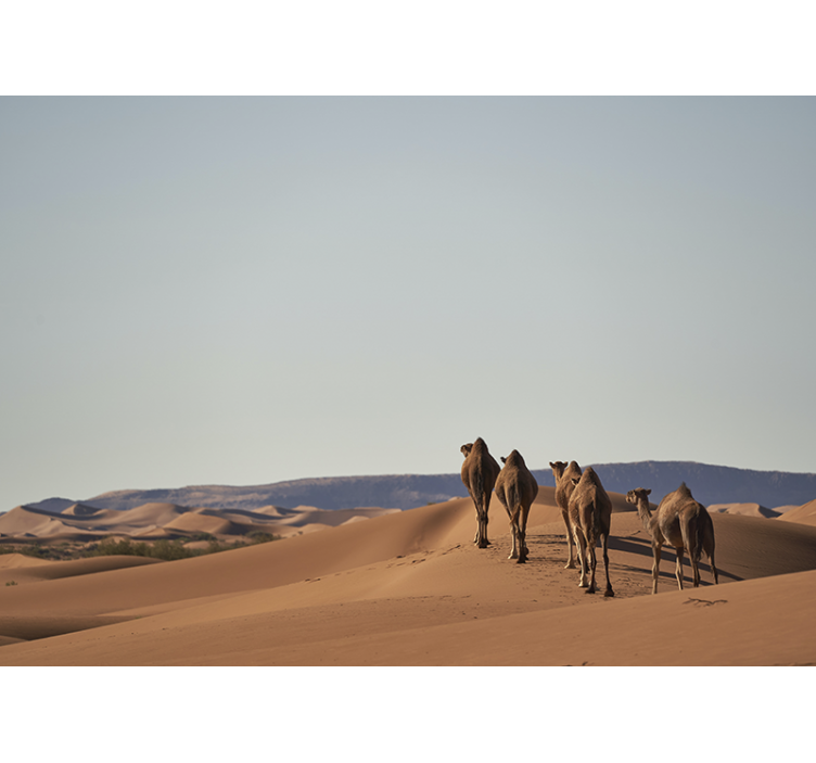 Desert mural desert camels art wall decor - TenStickers