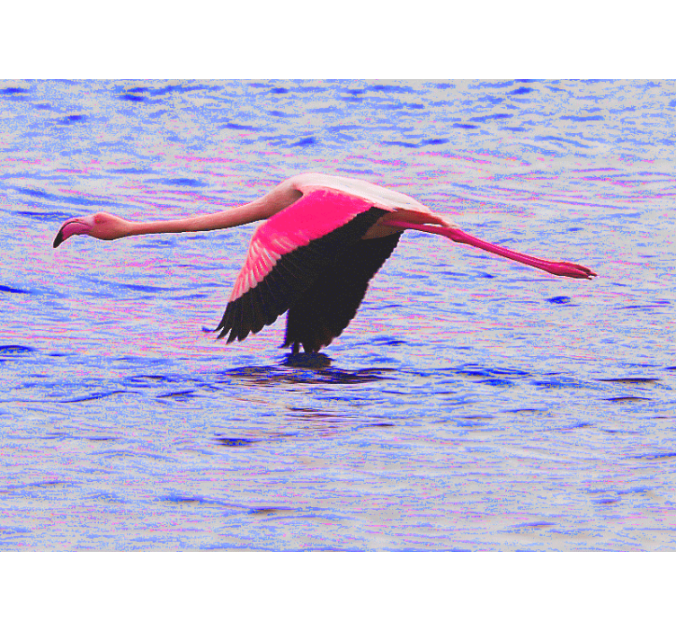 Nice shot flamingo on water wall mural - TenStickers