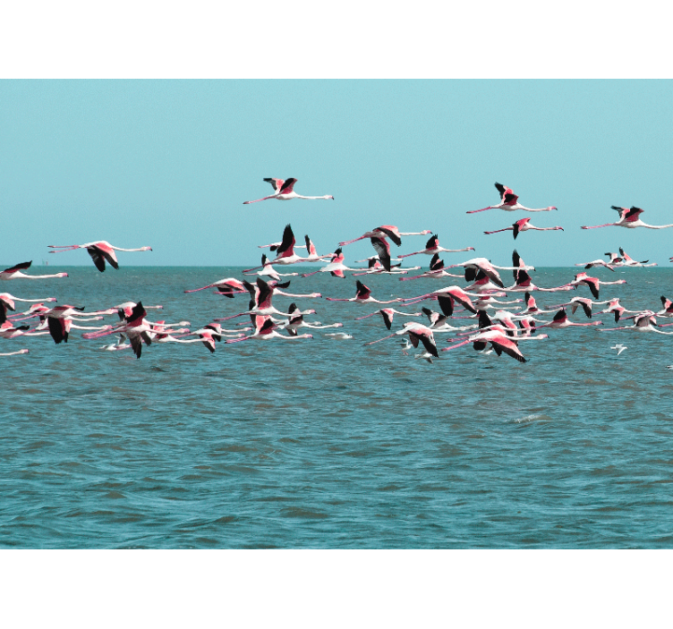 Flamingo flying in the sky wall mural - TenStickers