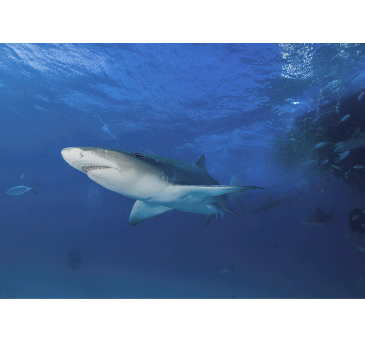 Animal wall mural majestic shark exploration - TenStickers