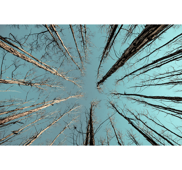 Tree mural trees reaching for the sky - TenStickers