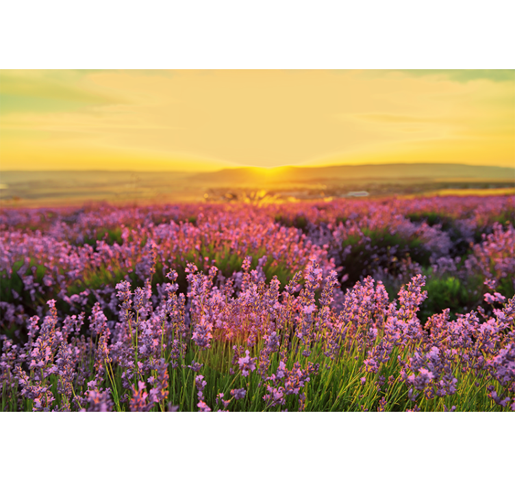 Flower mural lavender meadow twilight - TenStickers