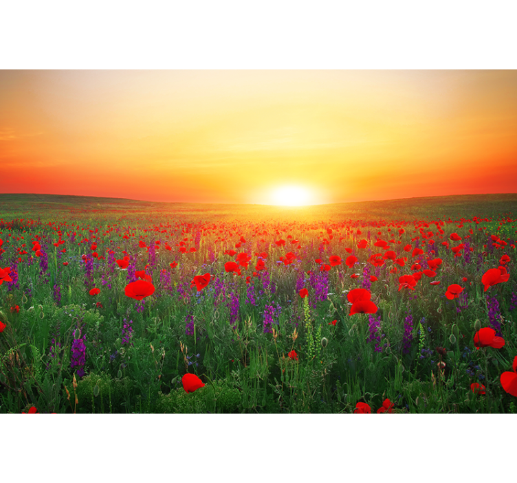 Poppy wall mural golden sunset poppies - TenStickers