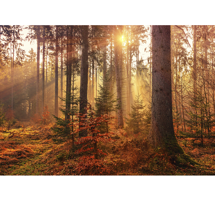 Forest wall mural sunlit forest glow - TenStickers