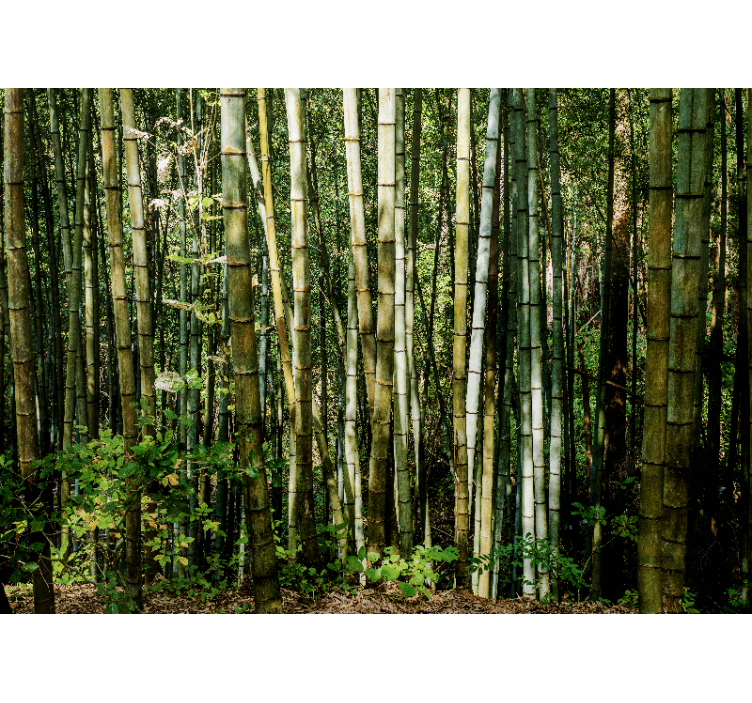 Bamboo grove landscape bamboo wall mural - TenStickers