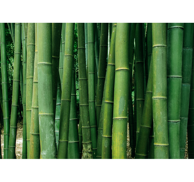 Bamboo wall mural lush forest retreat - TenStickers