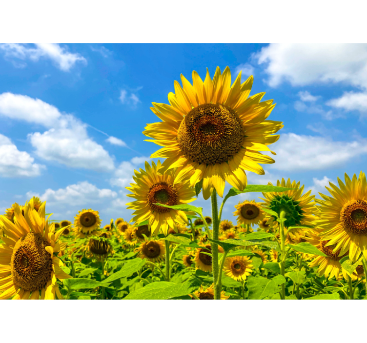 Flower mural sunflower field scene - TenStickers